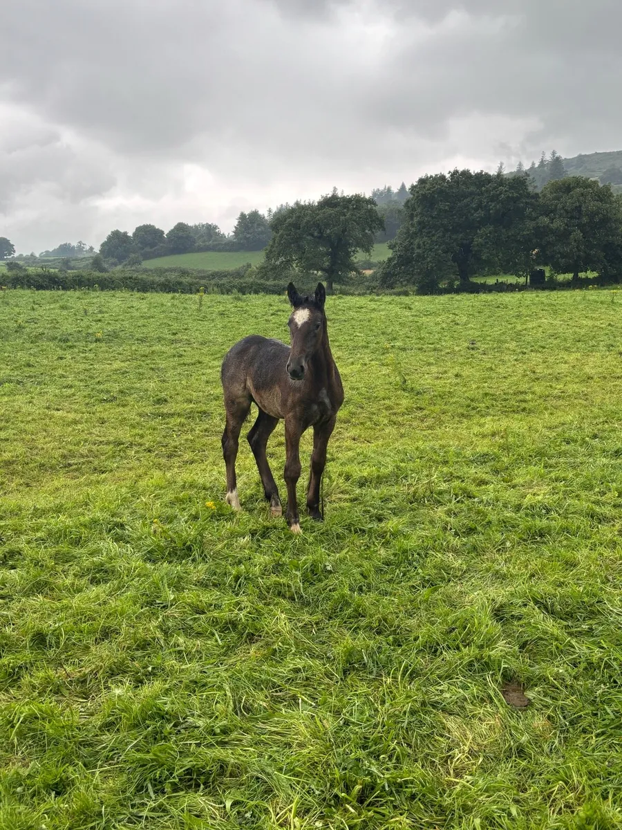 Filly foal - Image 2
