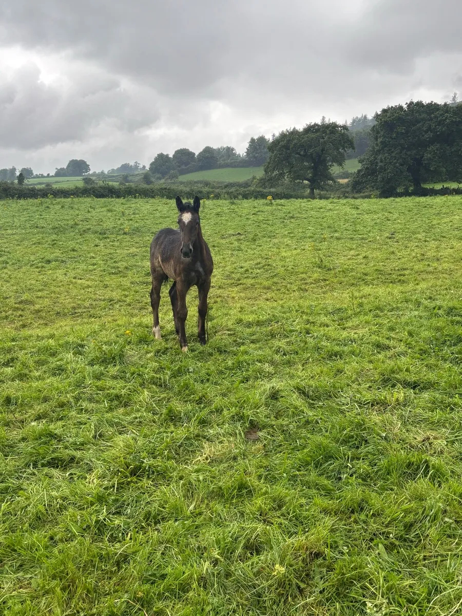Filly foal - Image 3