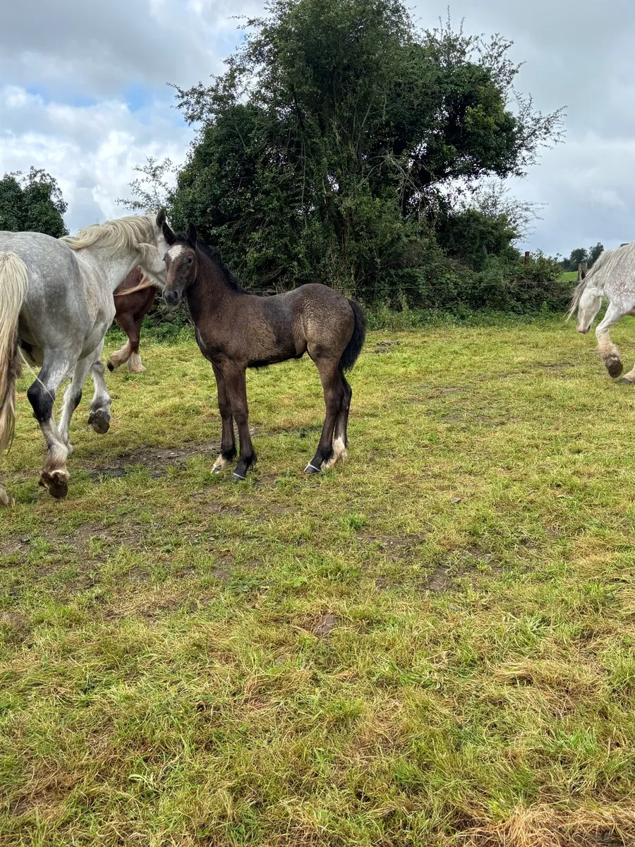 Filly foal - Image 4
