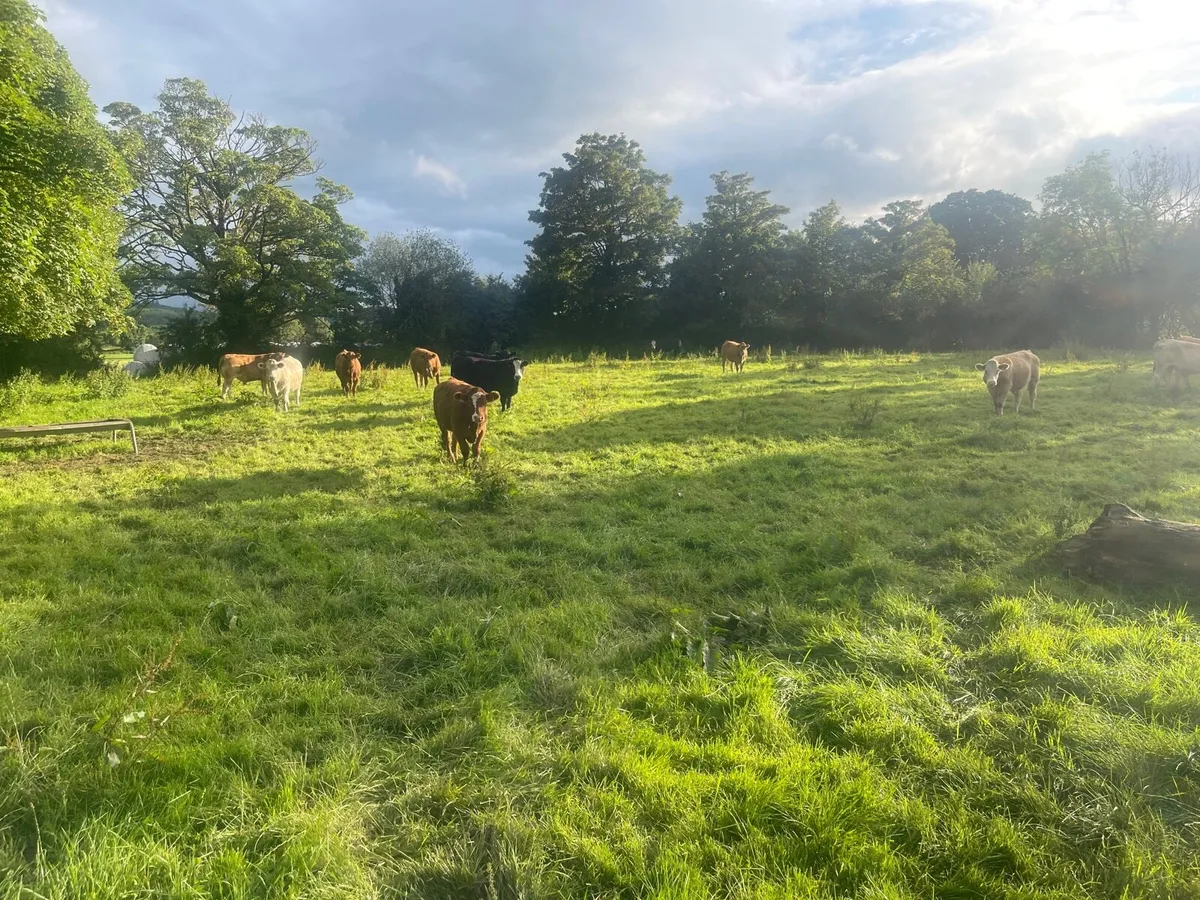 Suckler Bred Yearlings - Image 2