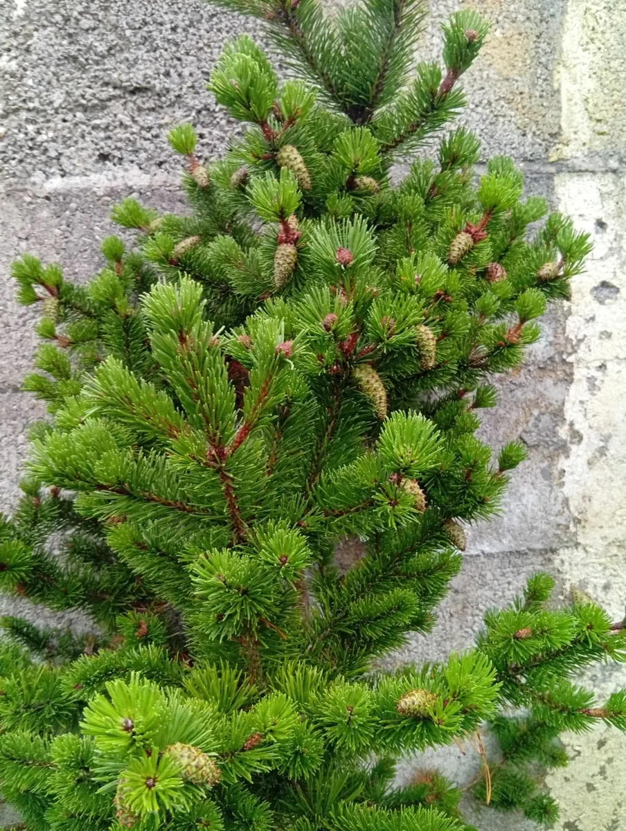 3 Different Pinus pines trees in pot - Image 3