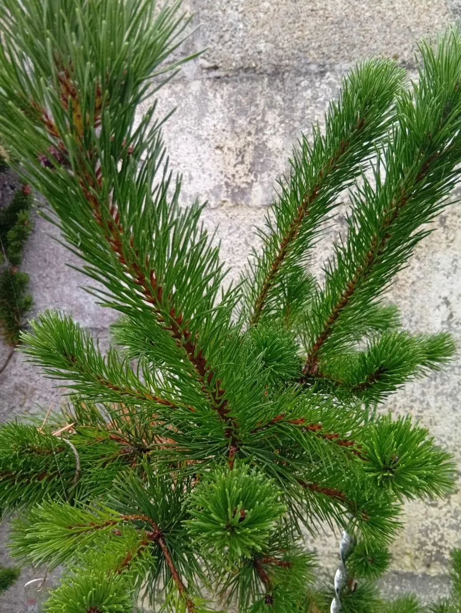 3 Different Pinus pines trees in pot - Image 4