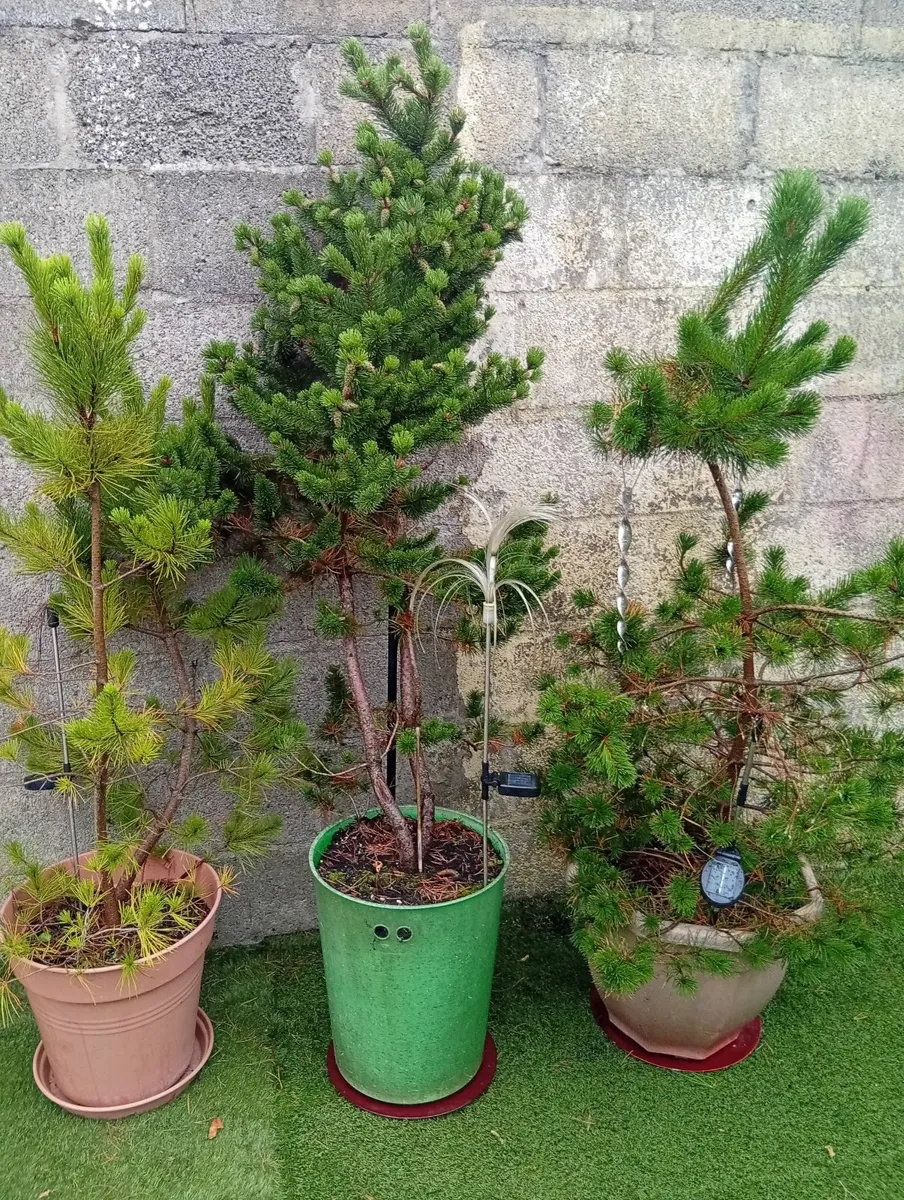 3 Different Pinus pines trees in pot - Image 1