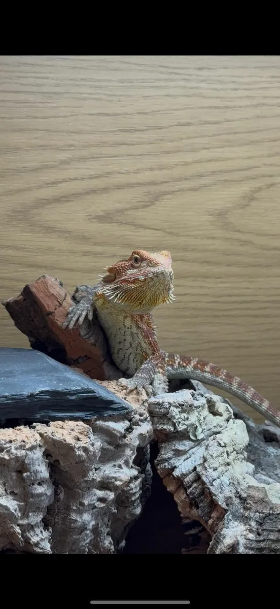 Bearded Dragon & full set up + extras - Image 1