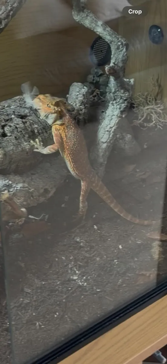 Bearded Dragon & full set up + extras - Image 2