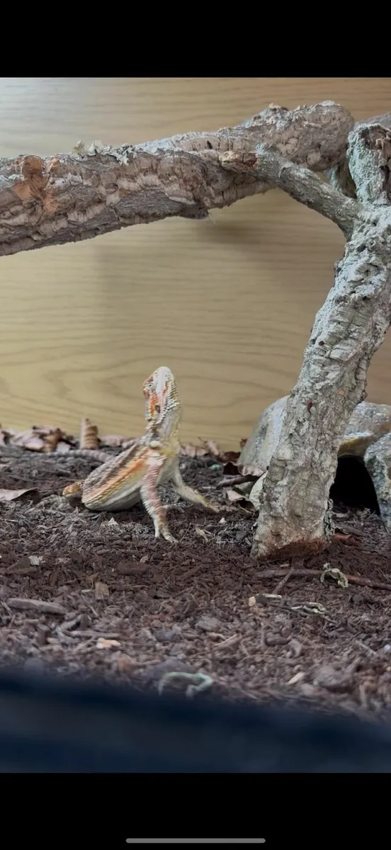 Bearded Dragon & full set up + extras - Image 3