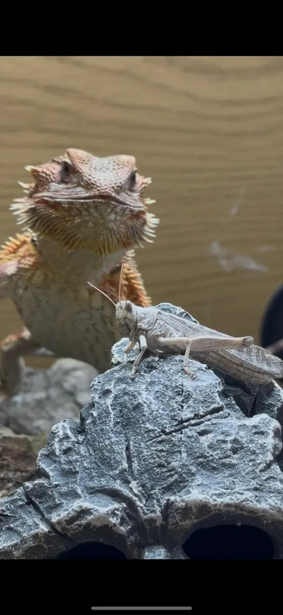 Bearded Dragon & full set up + extras - Image 4