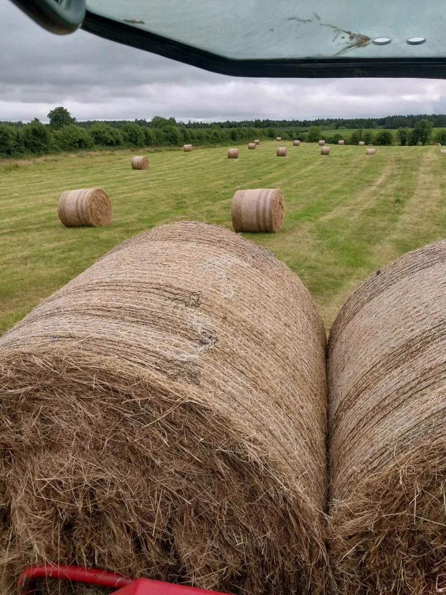 Hay