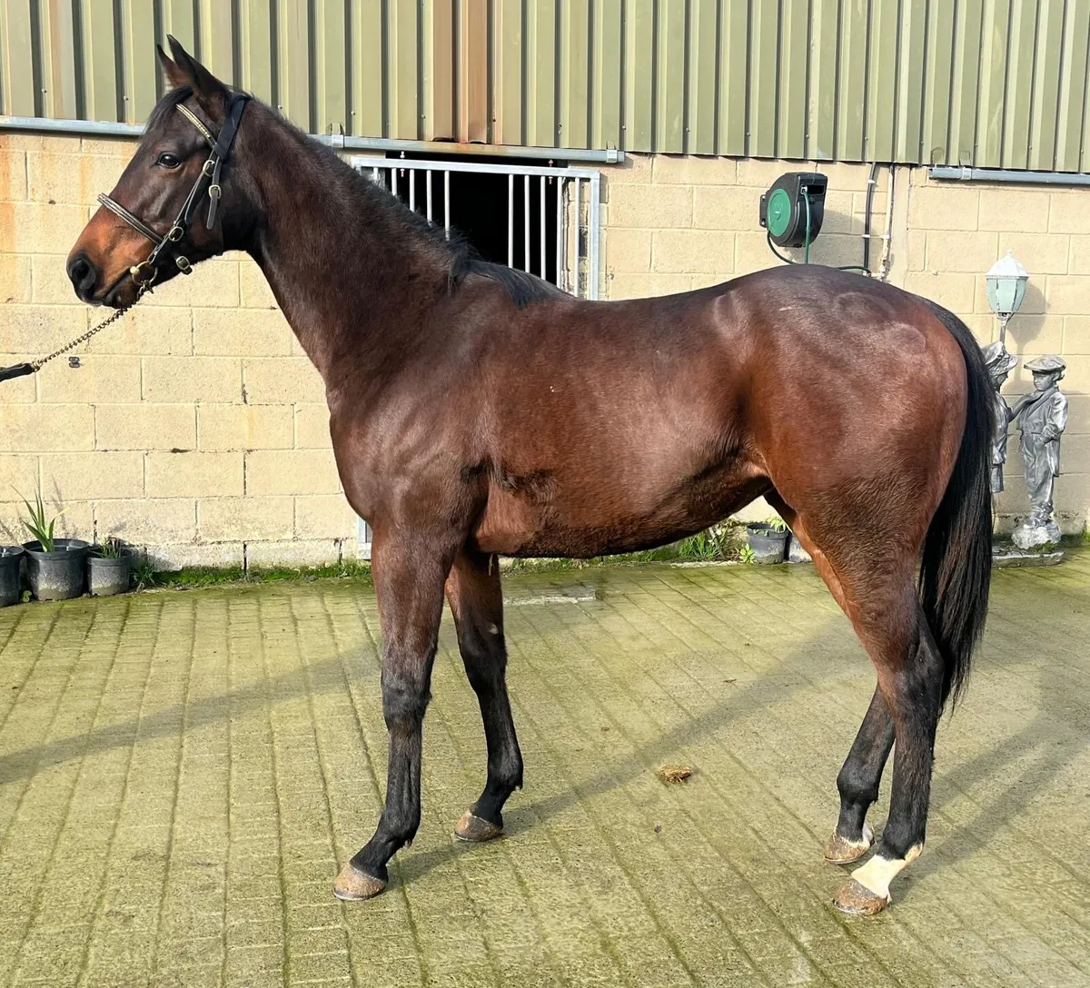 Beautiful Coulsty Filly - Image 1