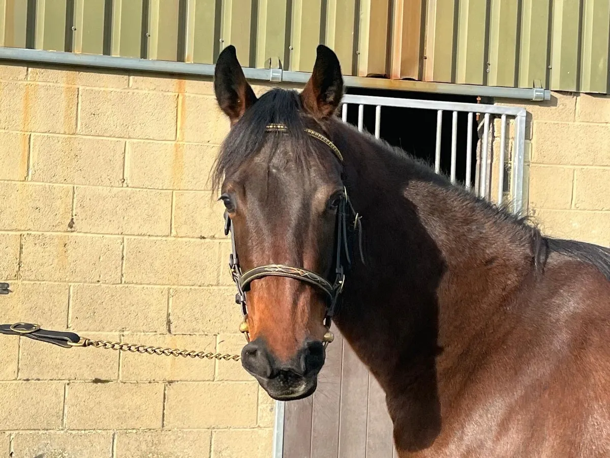 Beautiful Coulsty Filly - Image 2