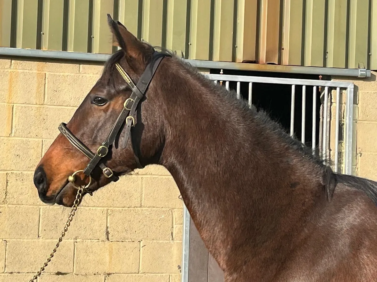 Beautiful Coulsty Filly - Image 3