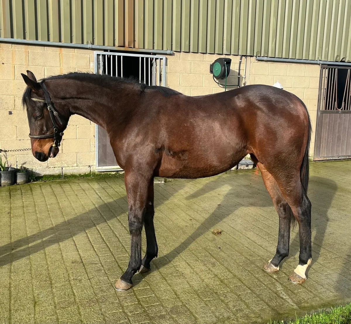 Beautiful Coulsty Filly - Image 4