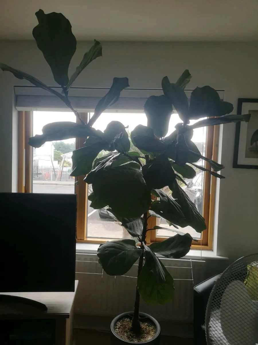 Fiddle leaf fig - Real - Image 1
