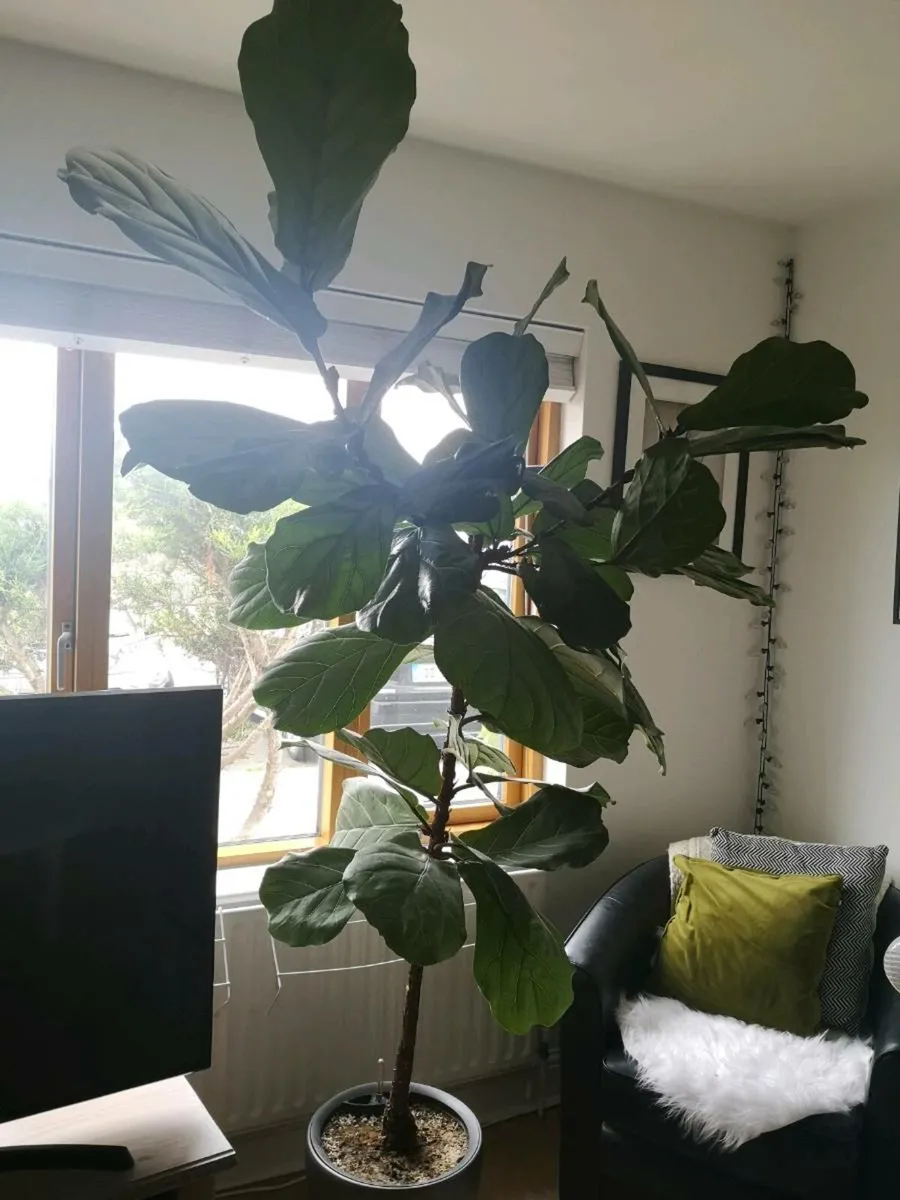 Fiddle leaf fig - Real - Image 2