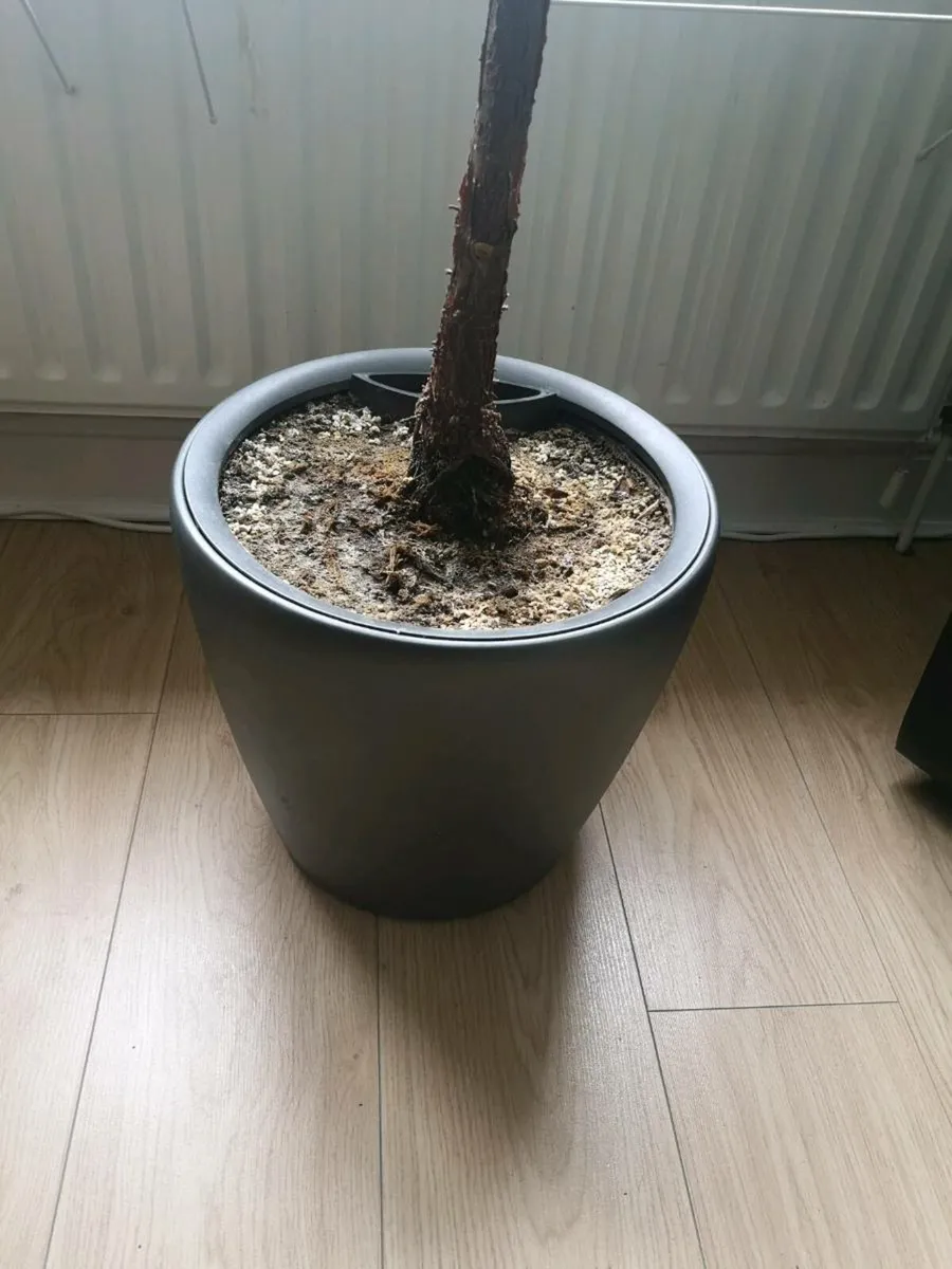 Fiddle leaf fig - Real - Image 3