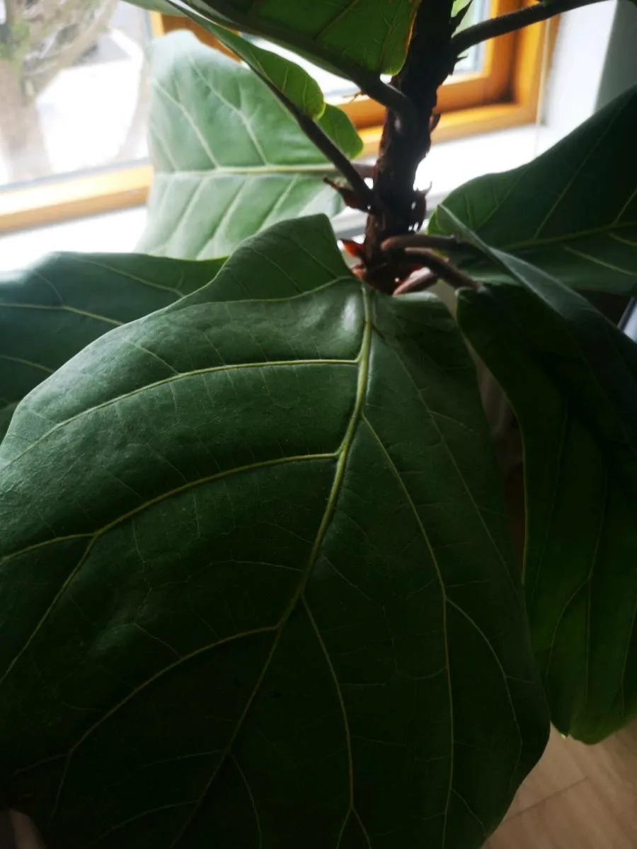 Fiddle leaf fig - Real - Image 4