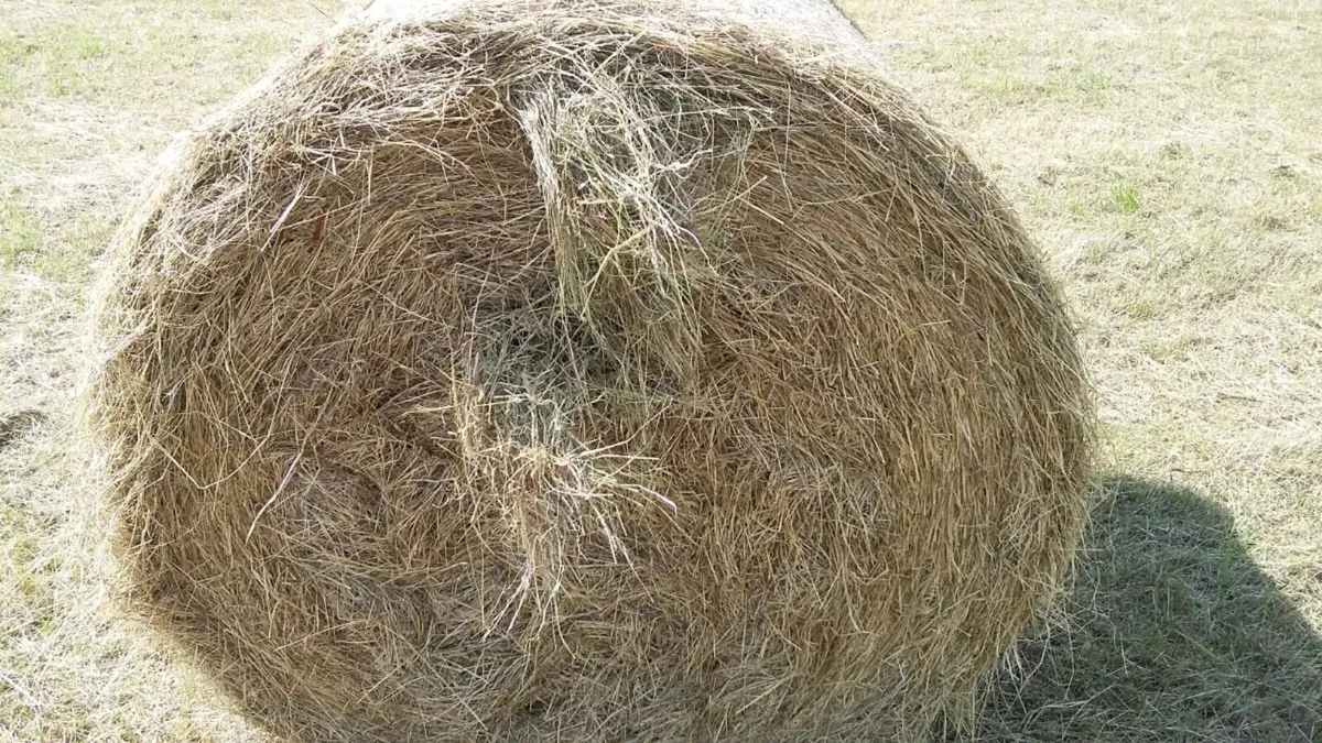 Good Quilty hay
