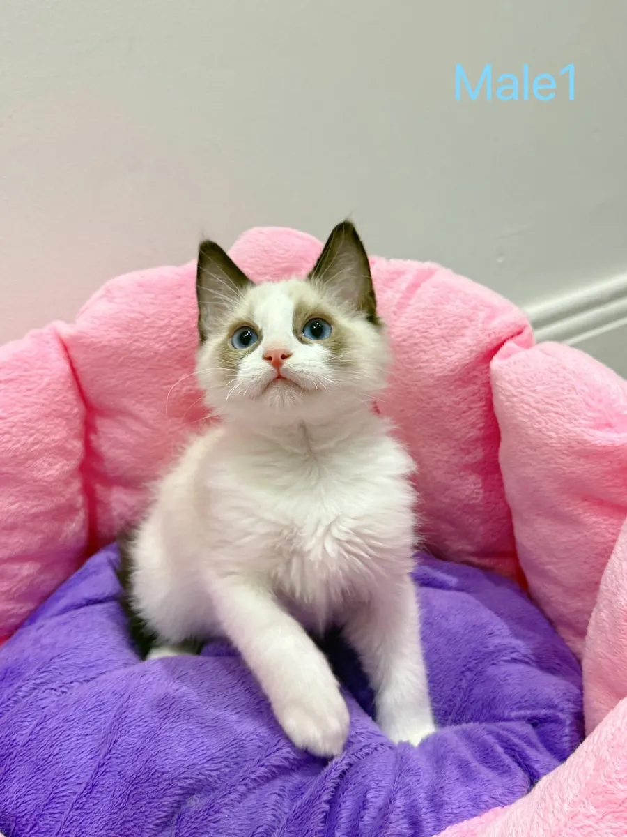 Purebred Ragdoll kittens - Image 1