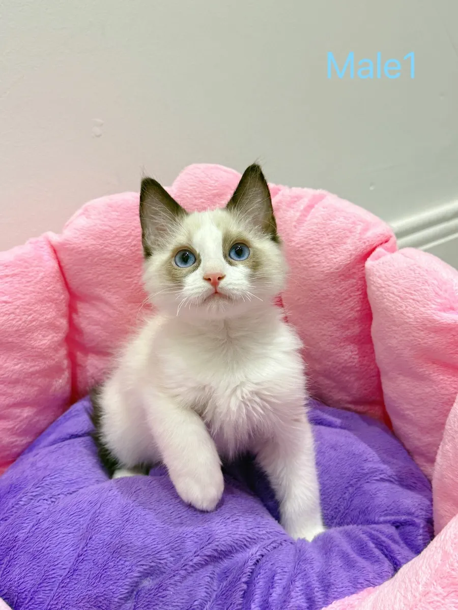 Purebred Ragdoll kittens - Image 2