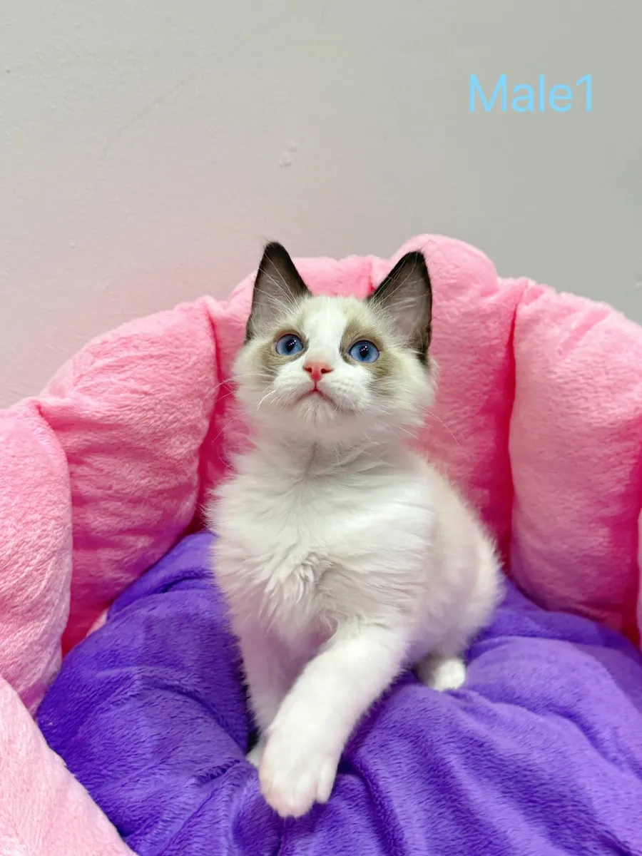 Purebred Ragdoll kittens - Image 3