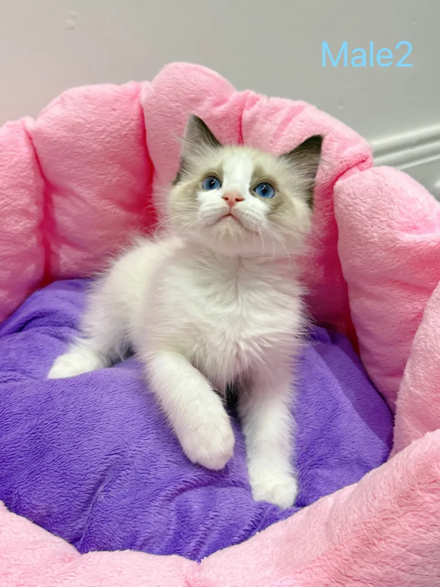 Purebred Ragdoll kittens - Image 4