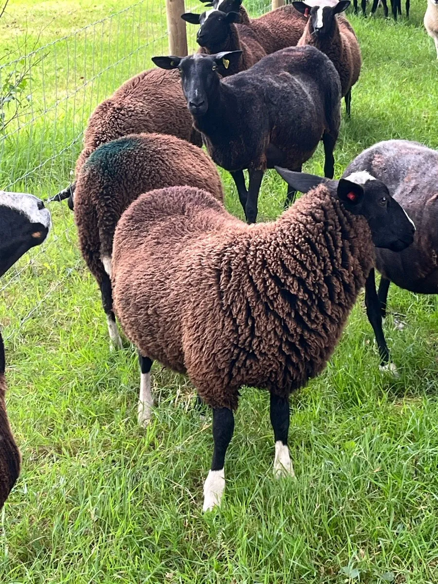 Zwartble PBNR breeding Ewe lambs - Image 2