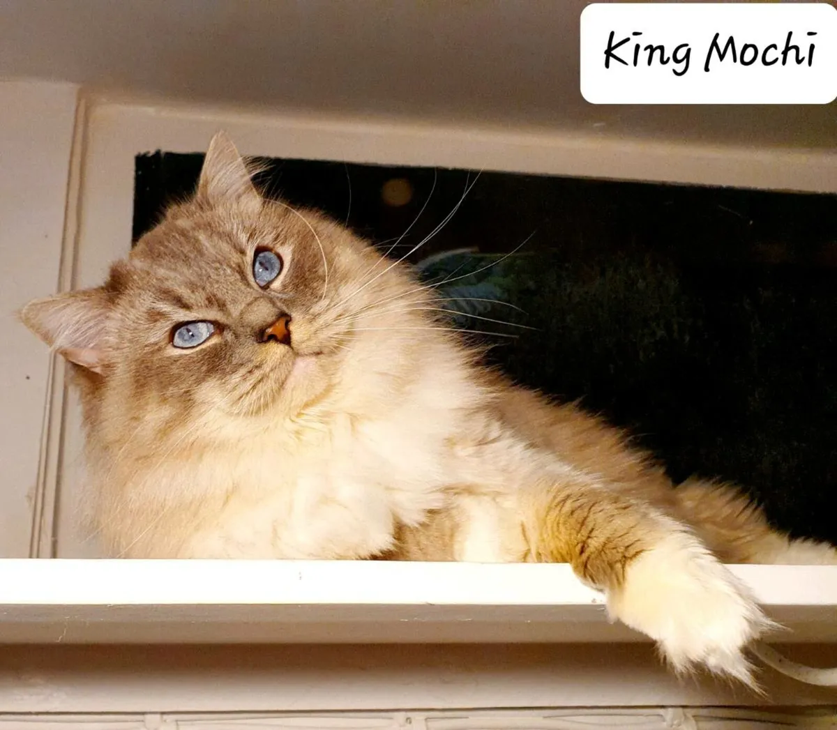 Gorgeous Ragdoll - Registered GCCFi Pedigree - Image 1