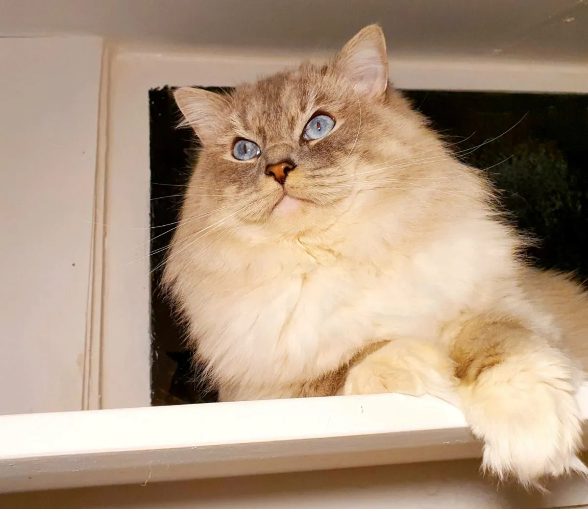 Gorgeous Ragdoll - Registered GCCFi Pedigree - Image 2