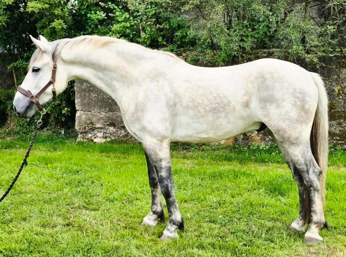 Selection of ponies for sale - Image 1