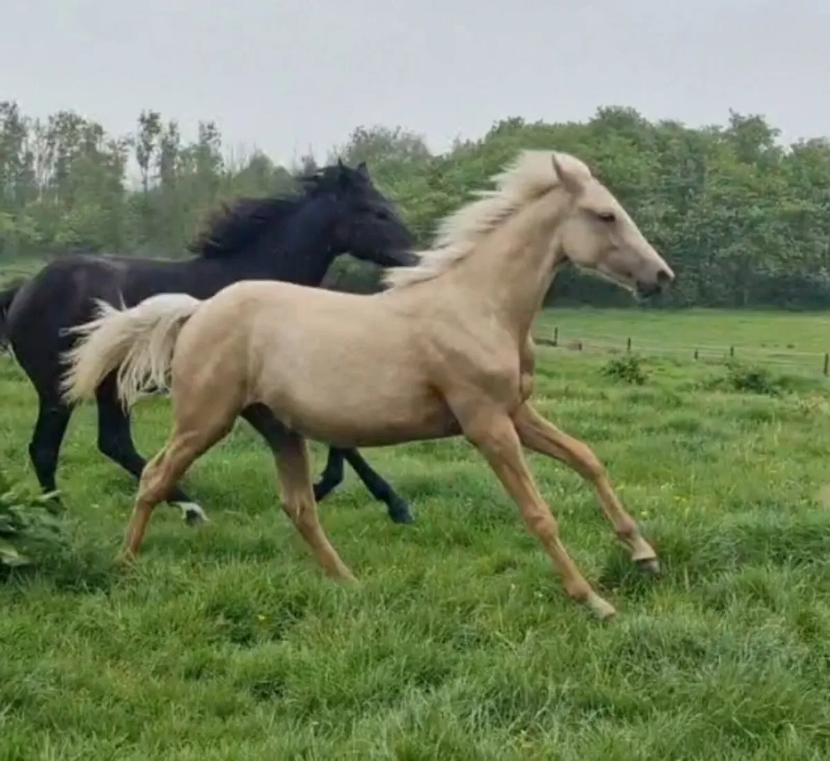 Selection of ponies for sale - Image 2