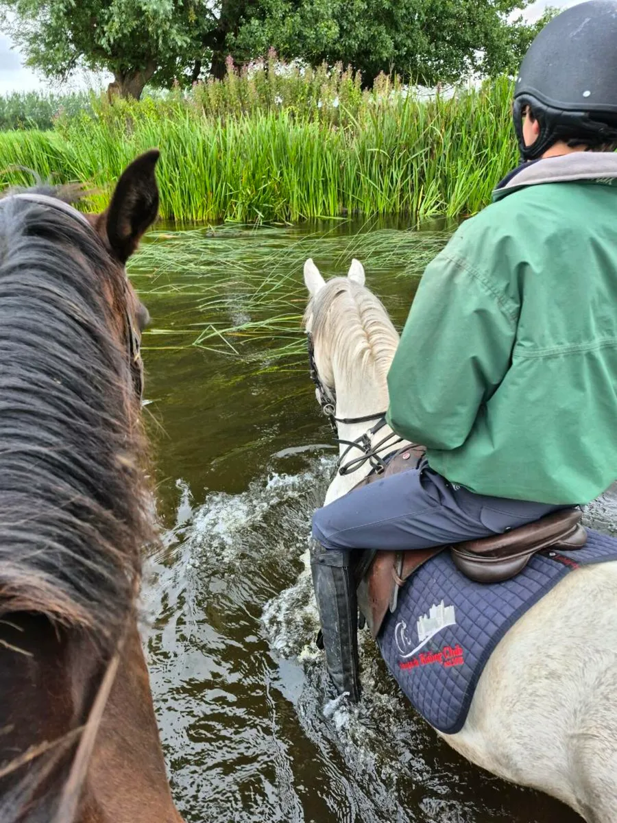 Selection of ponies for sale - Image 3
