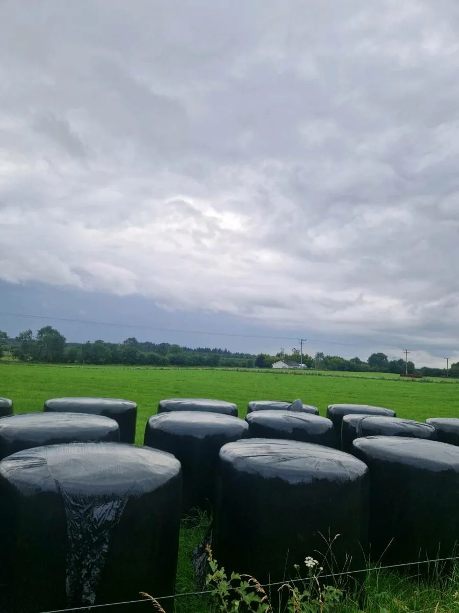 60 bales of 2025 silage for sale - Image 1