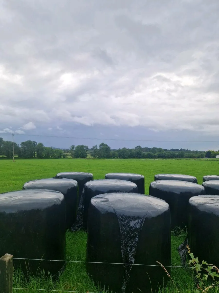 60 bales of 2025 silage for sale - Image 2