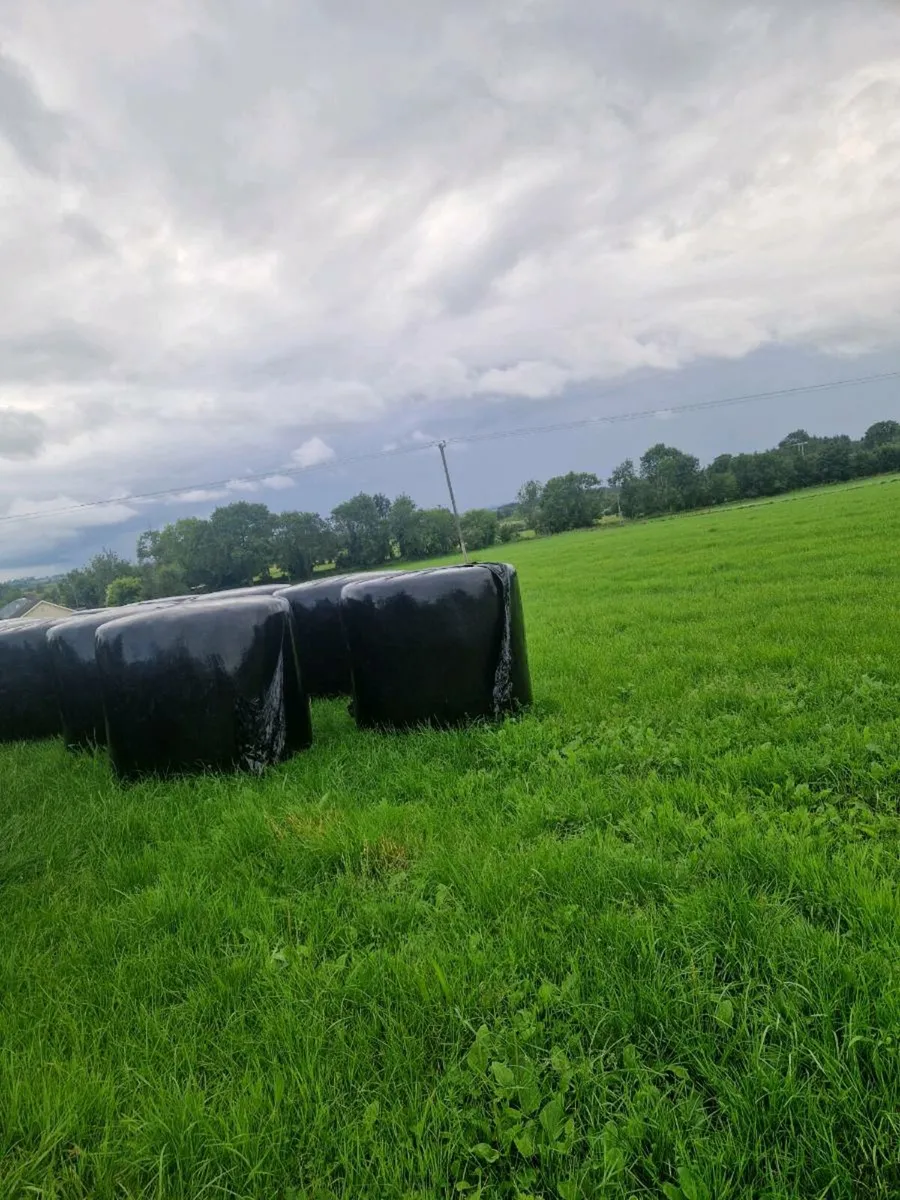60 bales of 2025 silage for sale - Image 3