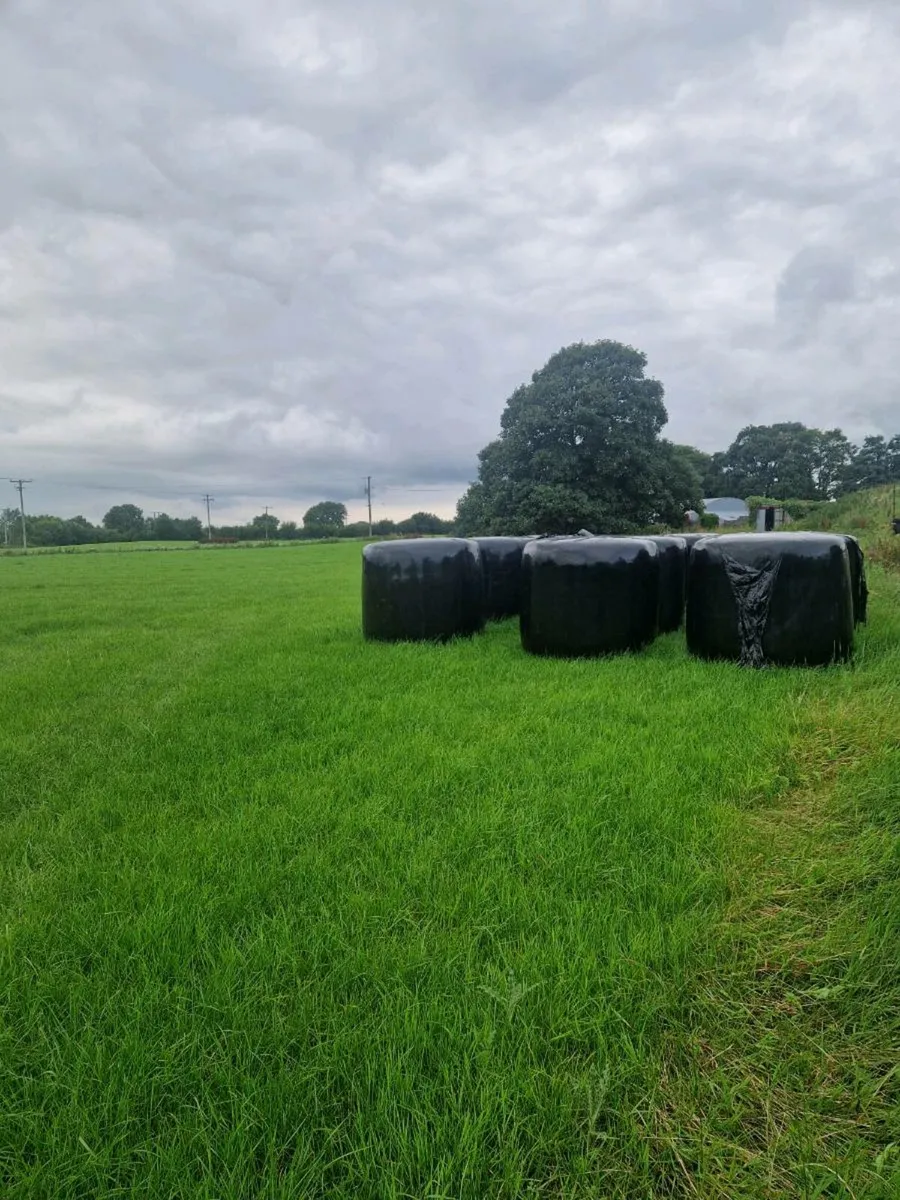 60 bales of 2025 silage for sale - Image 4