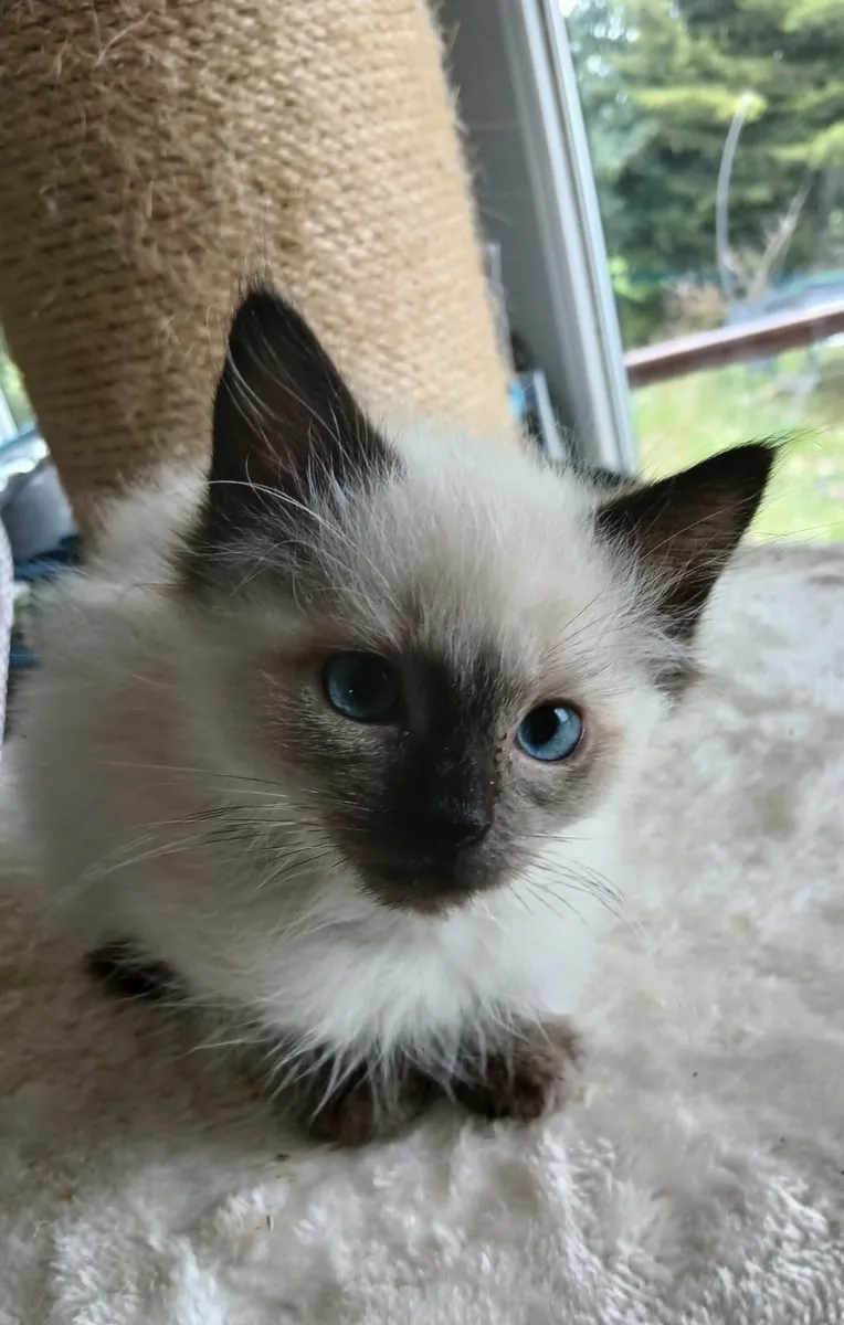 ragdoll - Image 1