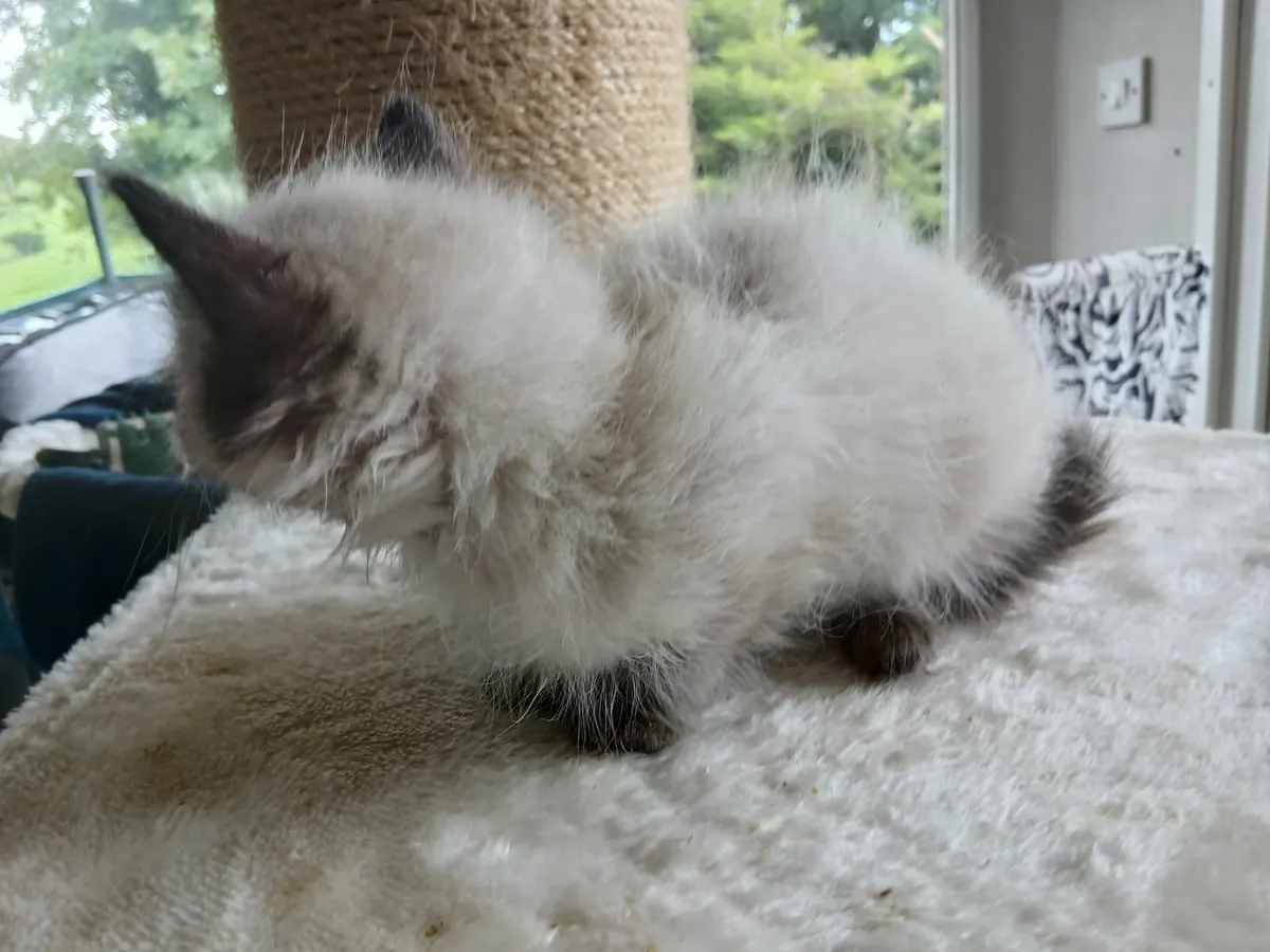 ragdoll - Image 2
