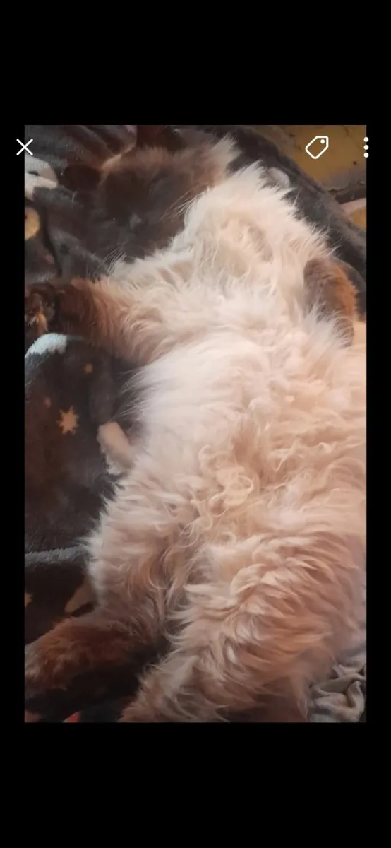 ragdoll - Image 4