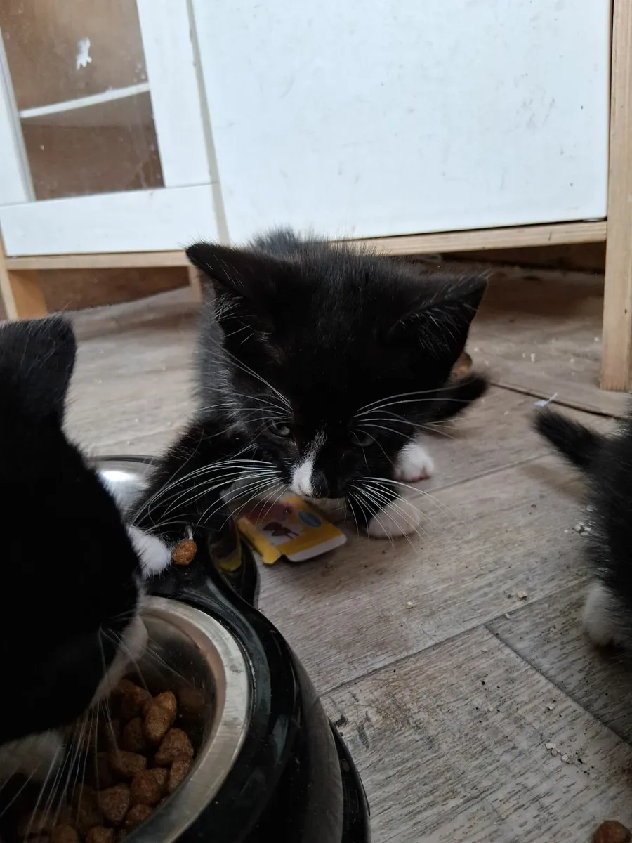 Kittens - Image 1