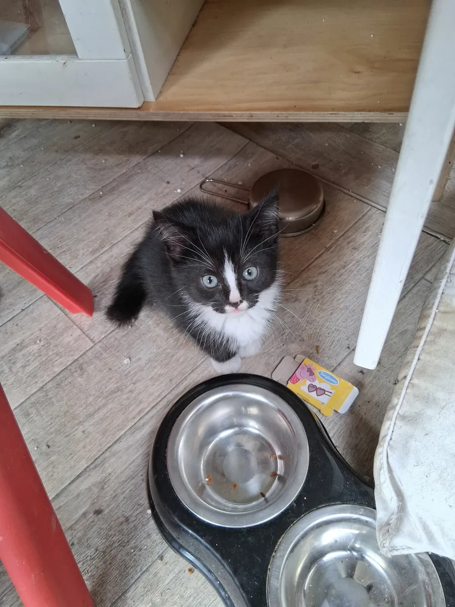 Kittens - Image 2