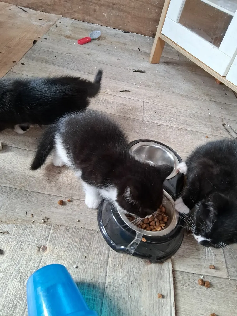Kittens - Image 3