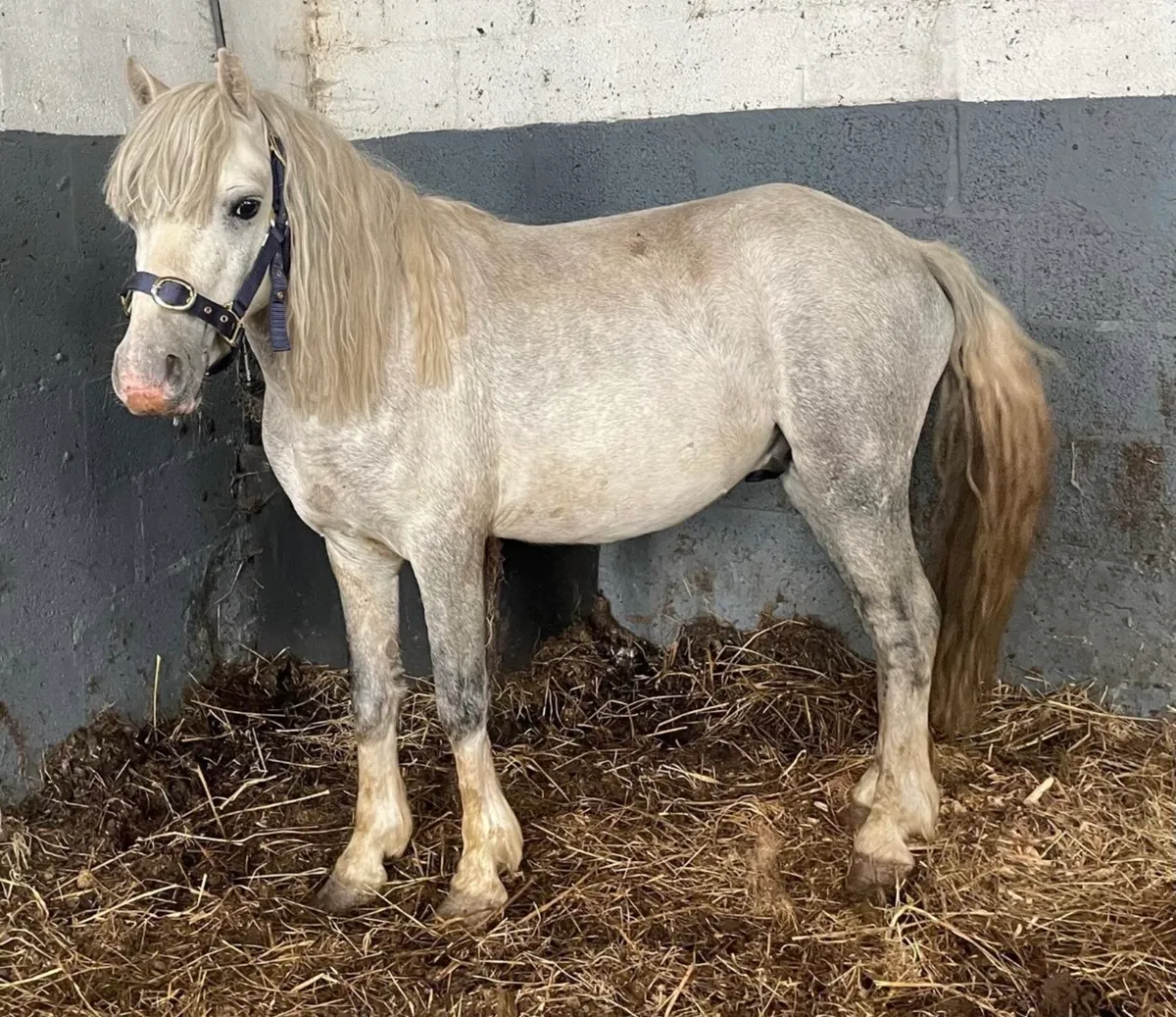 Unbroken 3 year old gelding 12hh - Image 1