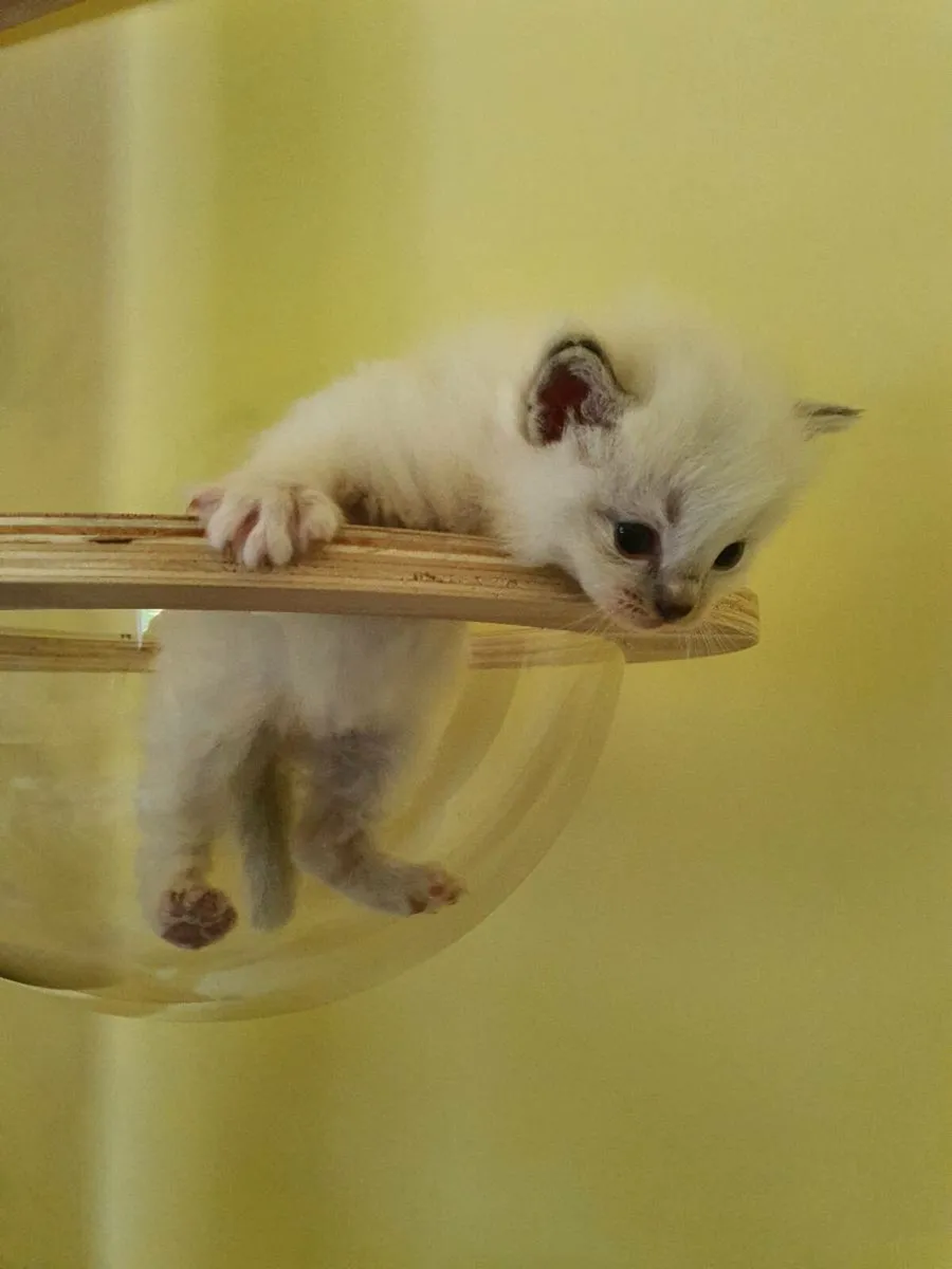 RagCoon Kittens - Maine Coon & Ragdoll Kittens - Image 4