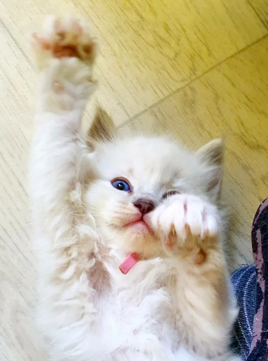 Ragdoll Kittens - Maine Coon Kittens - Image 2