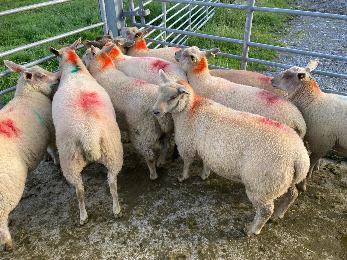 Ewe Lamb’s - Image 1