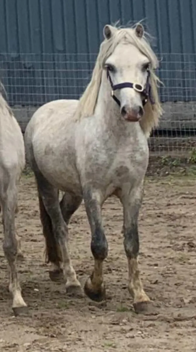 Unbroken 3 year old gelding 12hh - Image 2