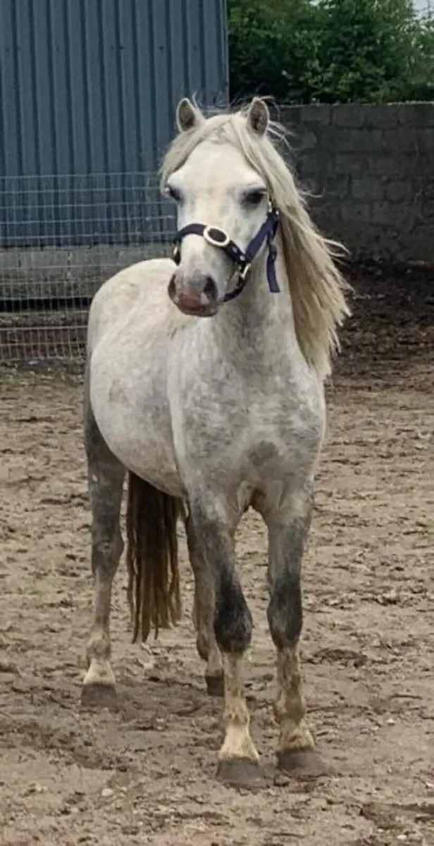 Unbroken 3 year old gelding 12hh - Image 3