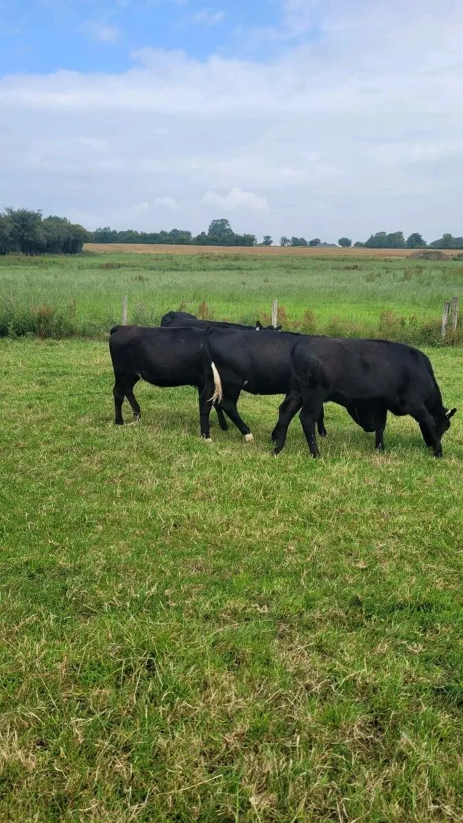 Angus and lim Heifers - Image 2