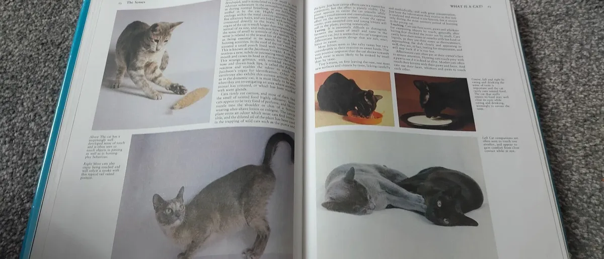 Encyclopedia of the cat - Image 2