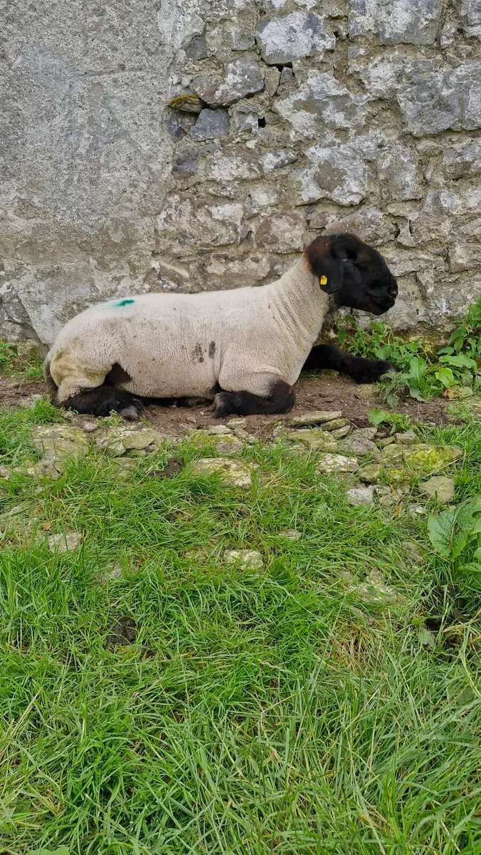 Suffolk pbr ram's non reg - Image 1